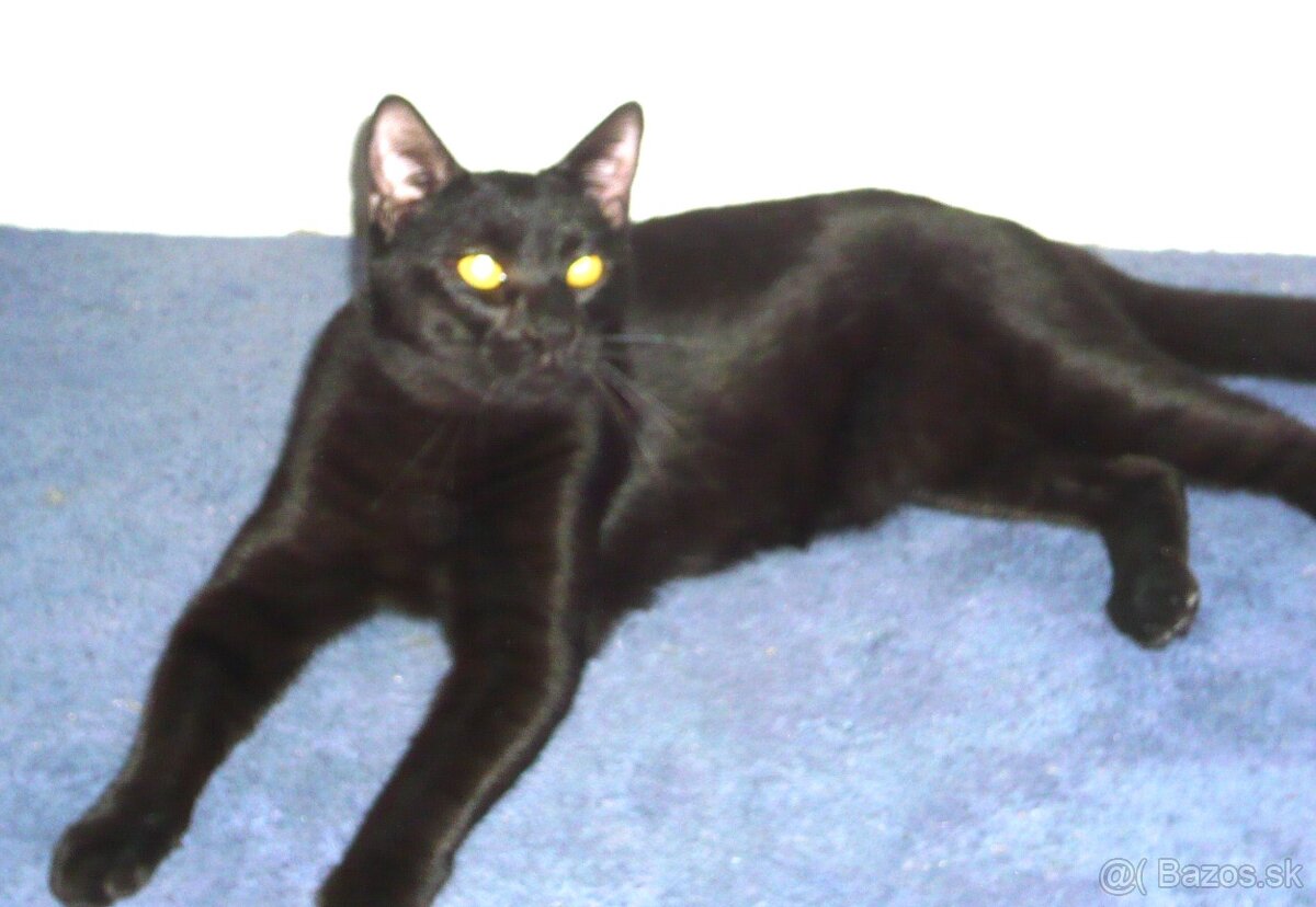 Stále čaká na dobrú rodinku - 5