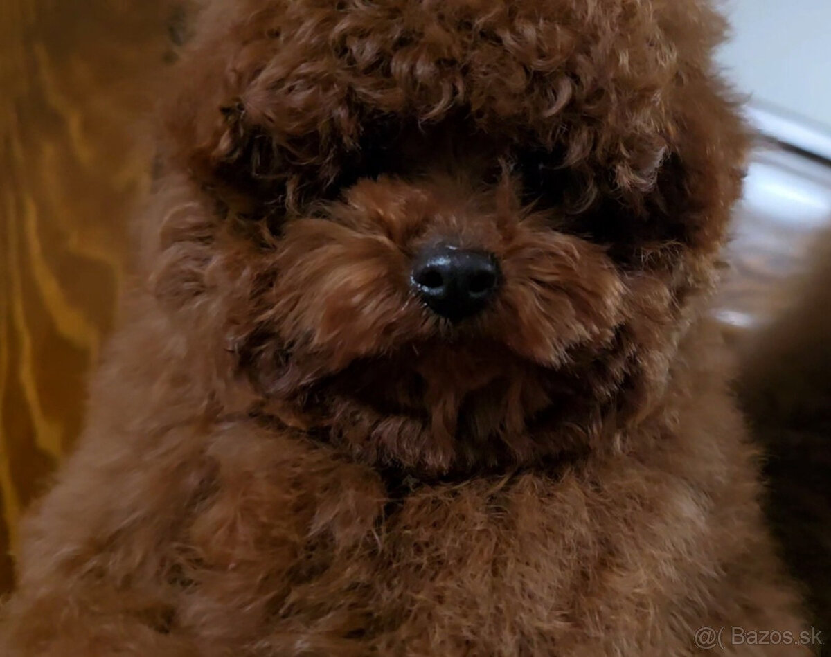 pudel 100% toy Red Braun - 5