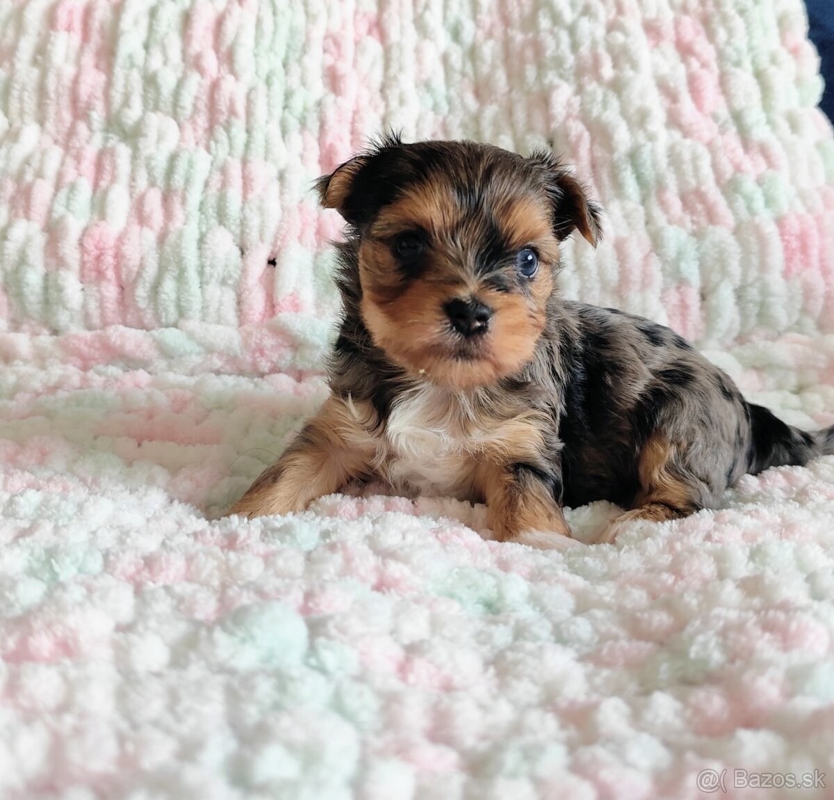 Yorkshire terrier - 5