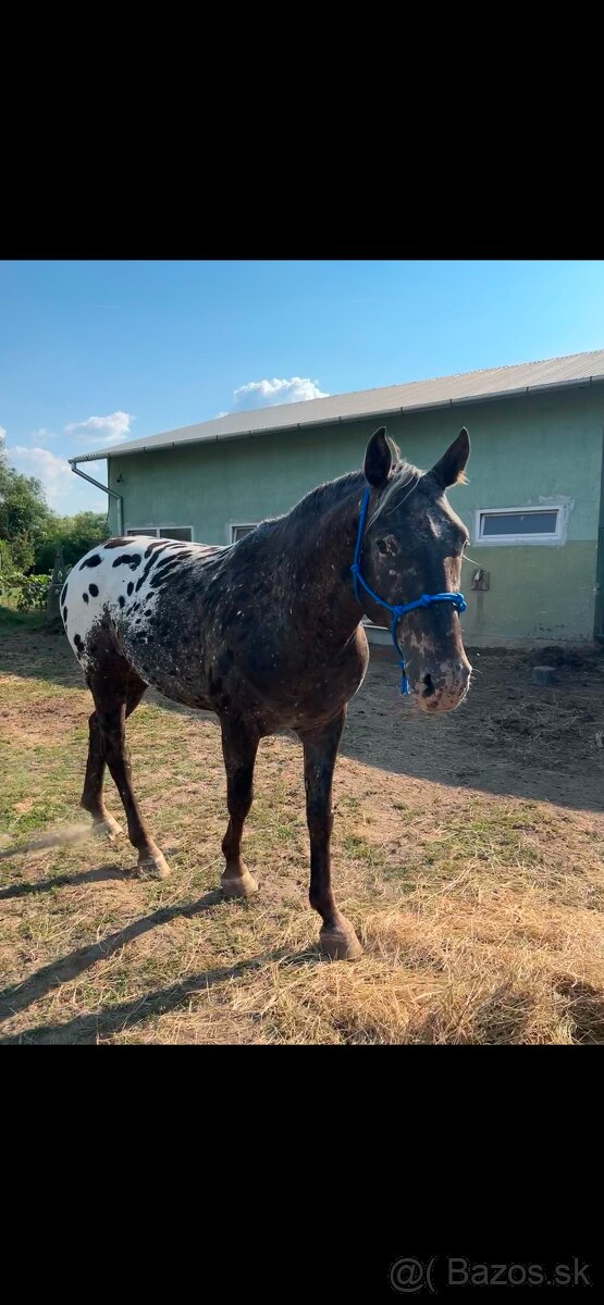 prípúštanie Appaloosa žrebcom - 5