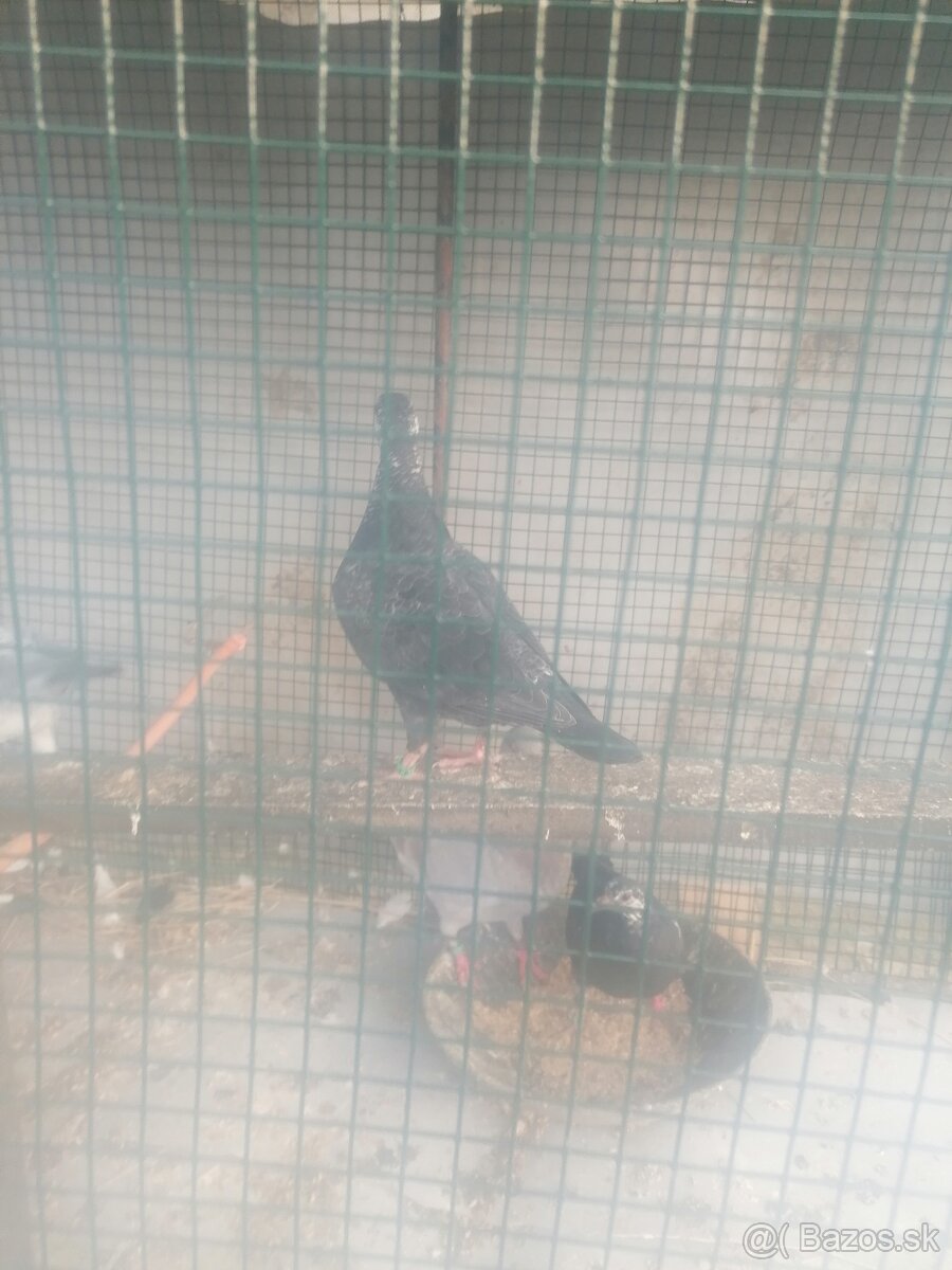 Poštové holuby - 5