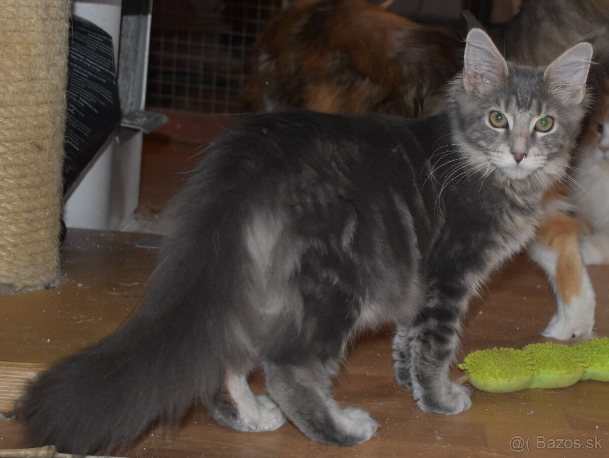 Mainská mývalia mačka - mačiatka Maine coon s PP - Goldie - 5