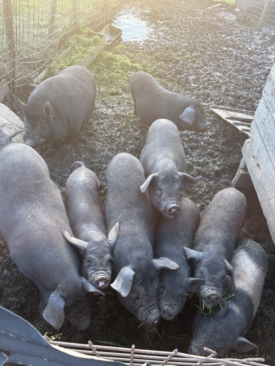 Predám prasa - 5