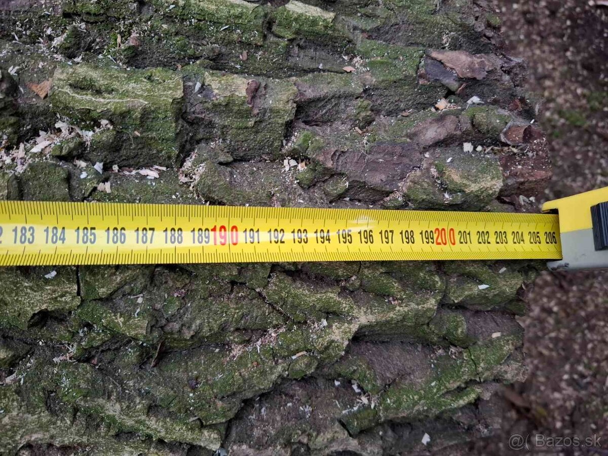 Orechové drevo – kvalitný, hrubý kmeň - 5