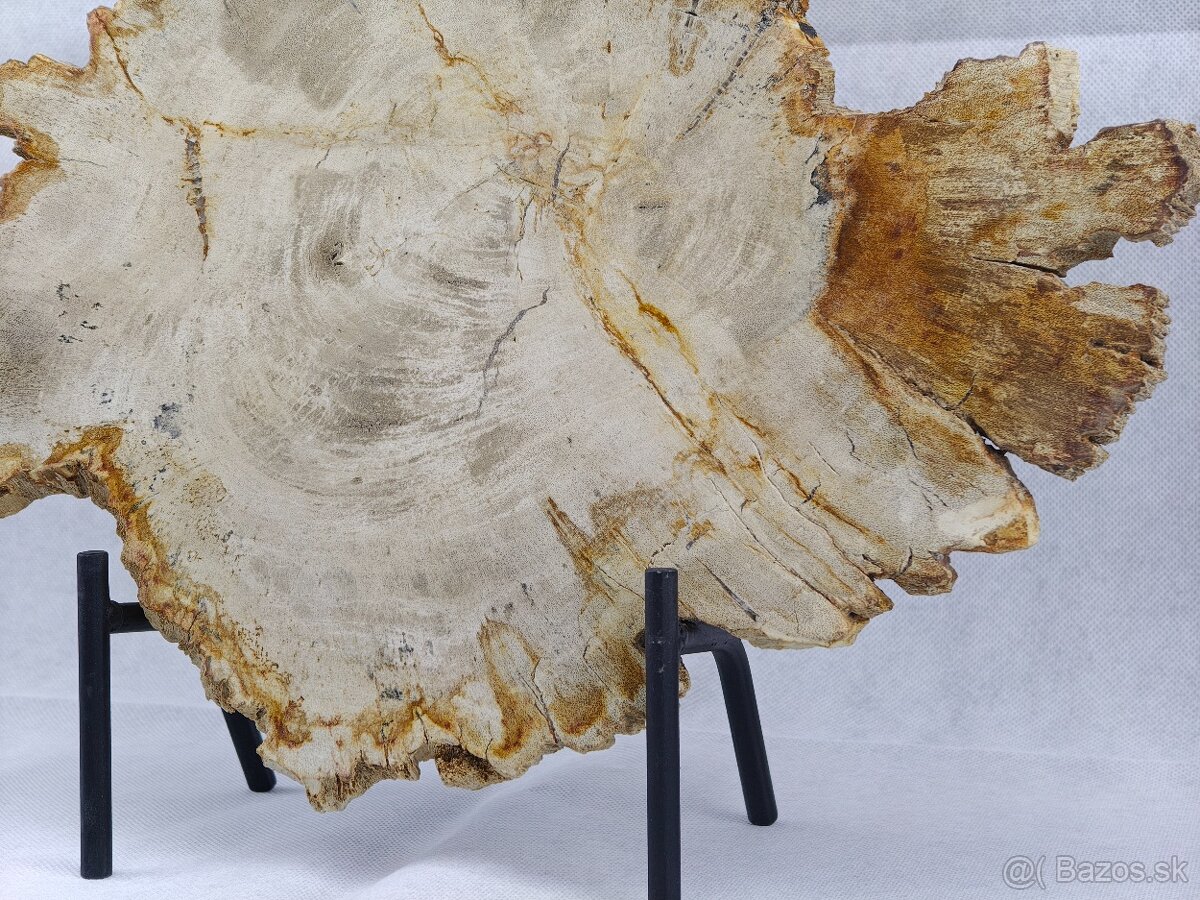 Výnimočný kus zkamenelého dreva – 23 mil rokov stará - 5