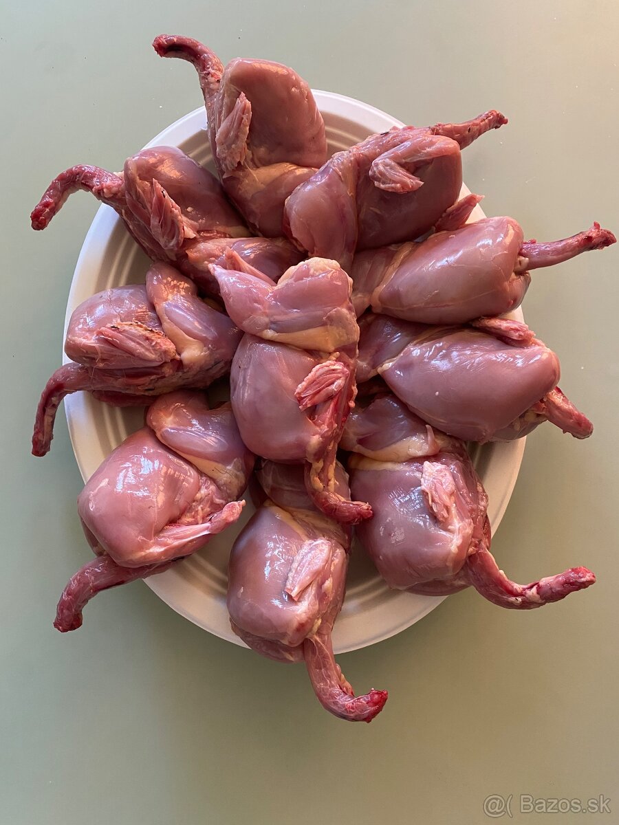 Japonské prepelice - 5