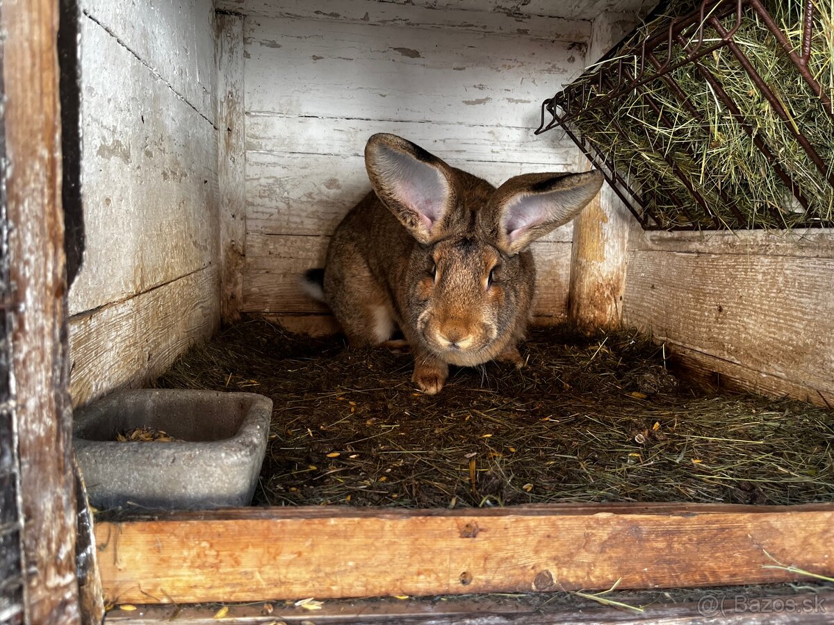 Belgický obor-4.Samička - 5