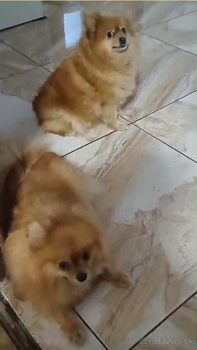 Pomeranian - 5