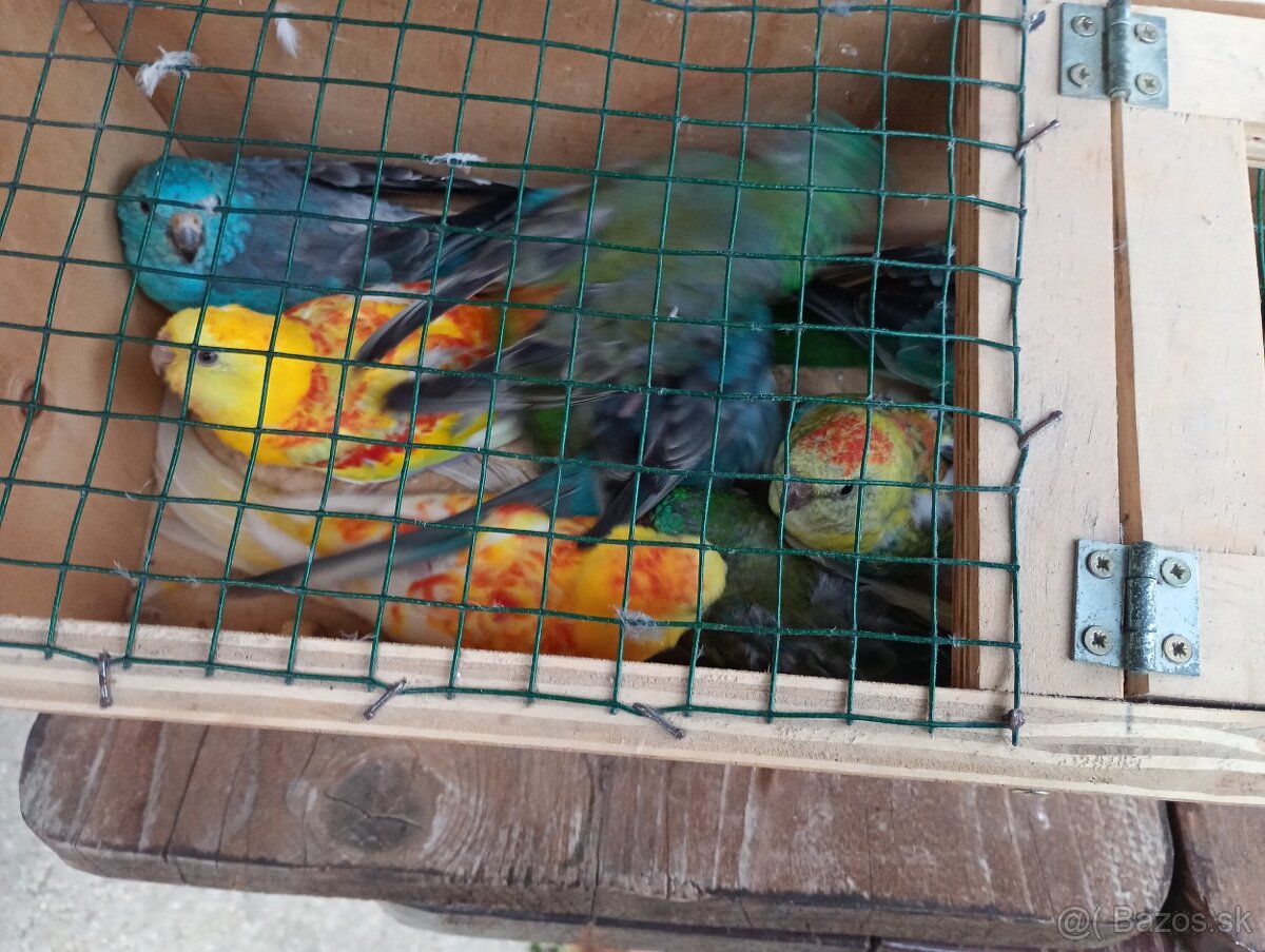 Papagaj spevavi. - 5