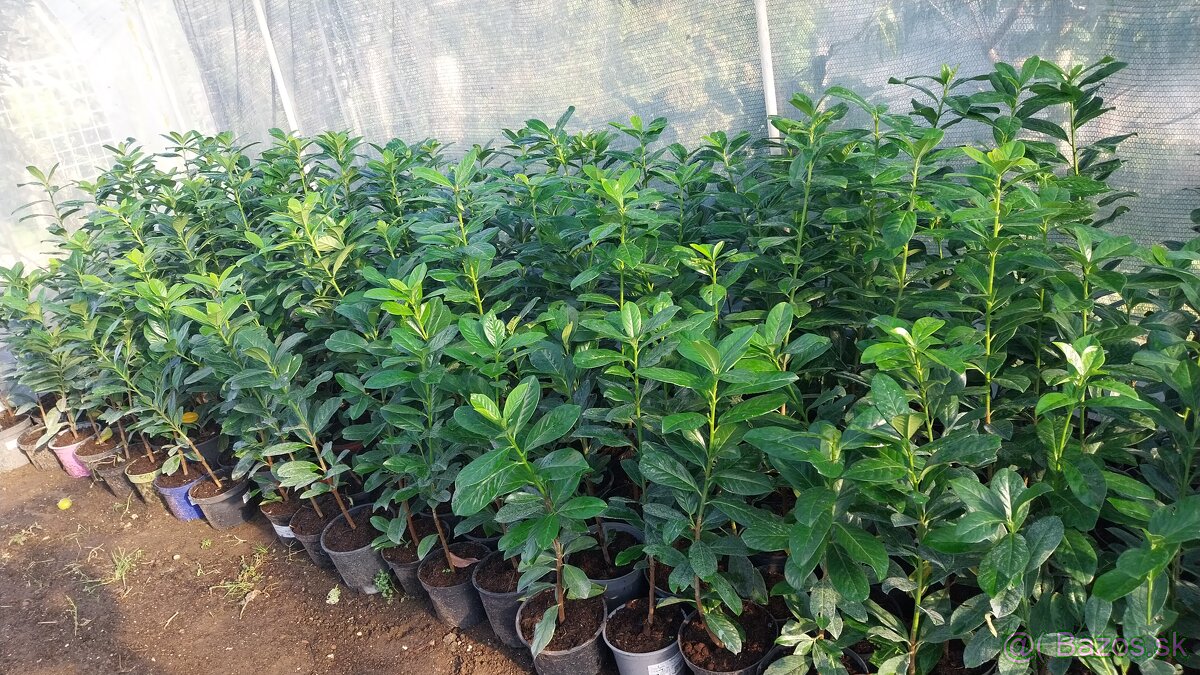 Vavrinovec lekarsky - 5