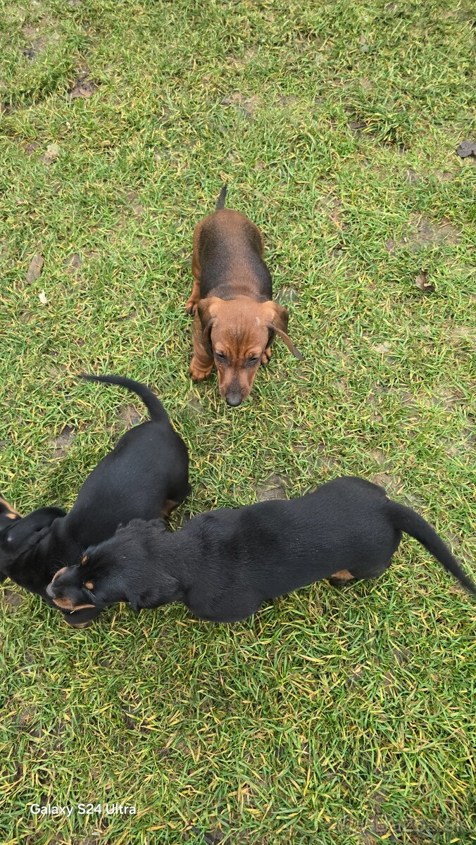 Jazvecik kratkosrsti. - 5