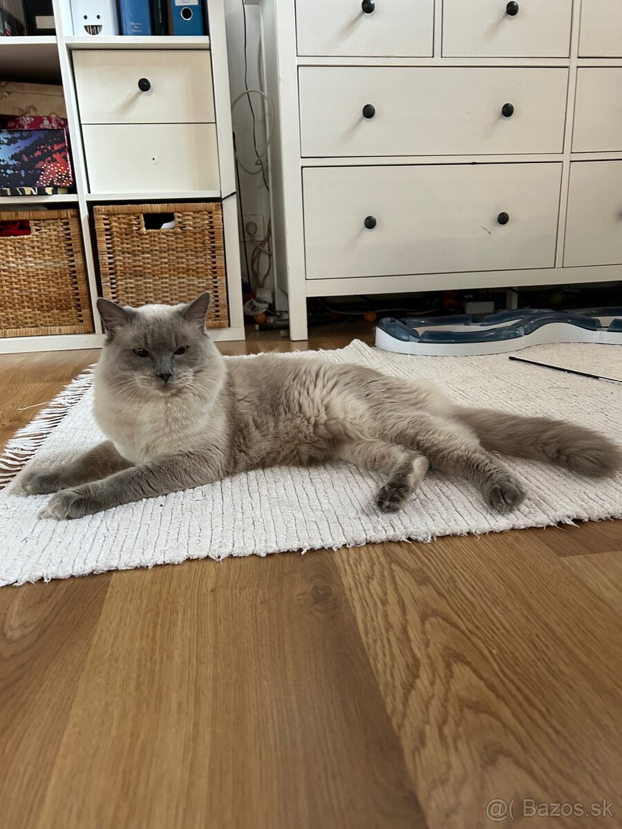 Ragdoll mačiatko - 5