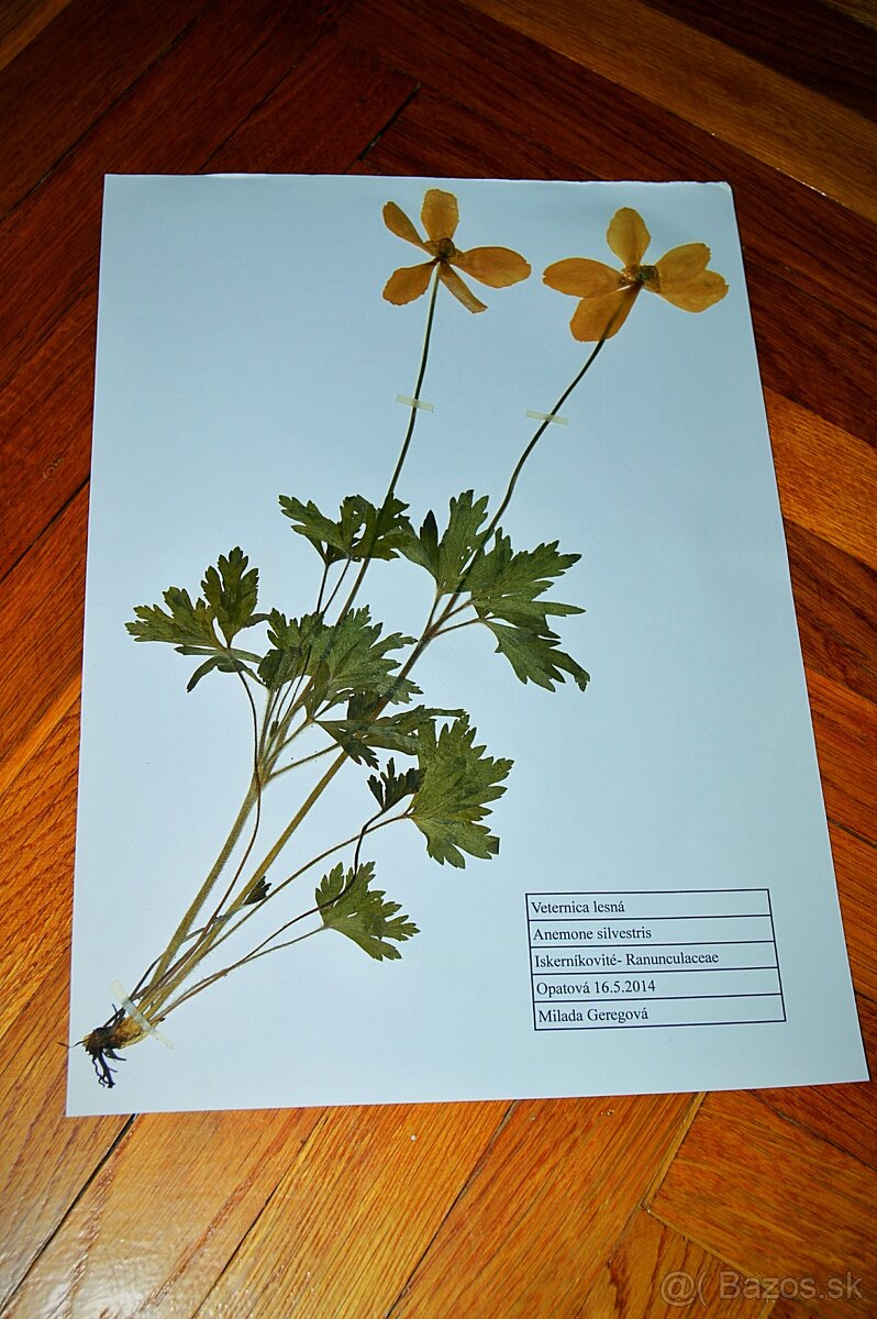 Herbár rastlín - 5