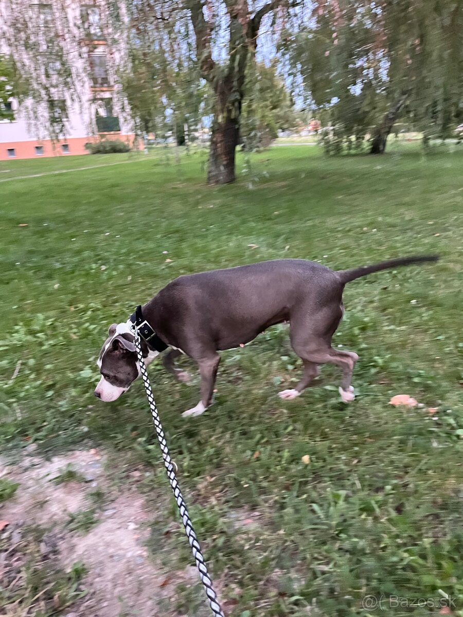 Darujem Staforda - 5