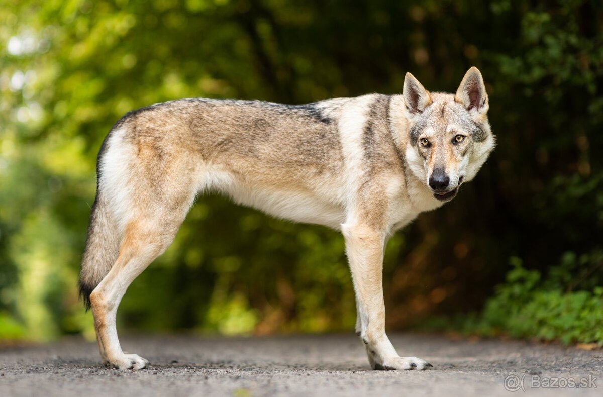 Československý vlčiak šteniatka s PP - 5