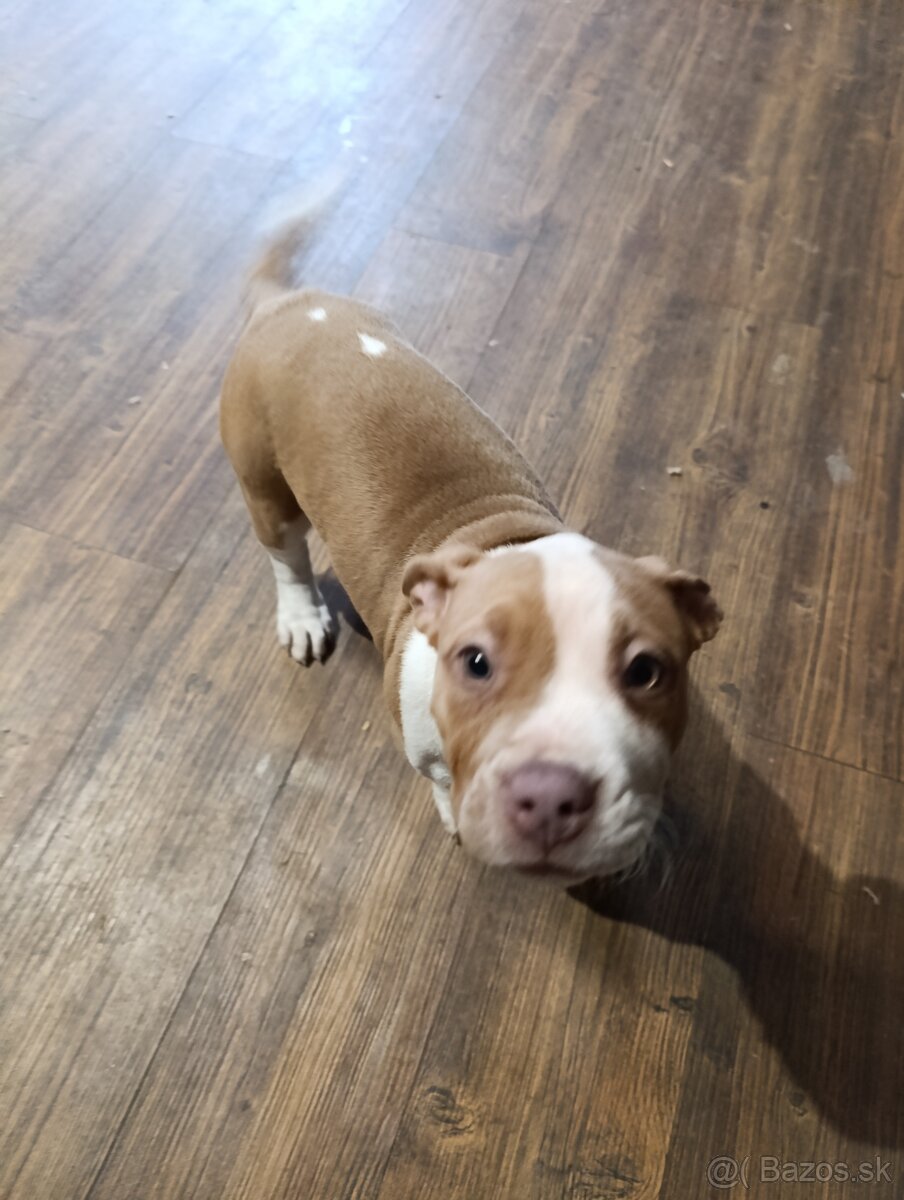 American Bully XL - 5