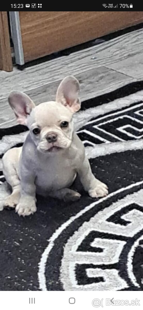 Francúzsky buldoček lilac platinum - 5