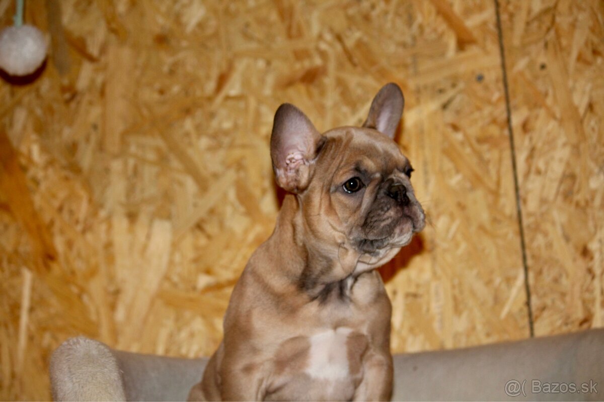 Francúzsky buldoček s PP - 5