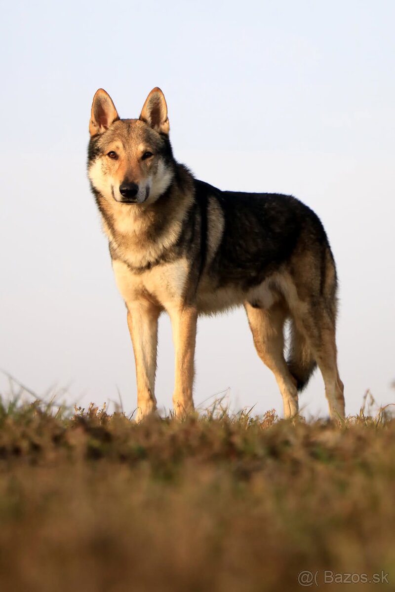 Československý vlčiak šteniatka s PP - 5