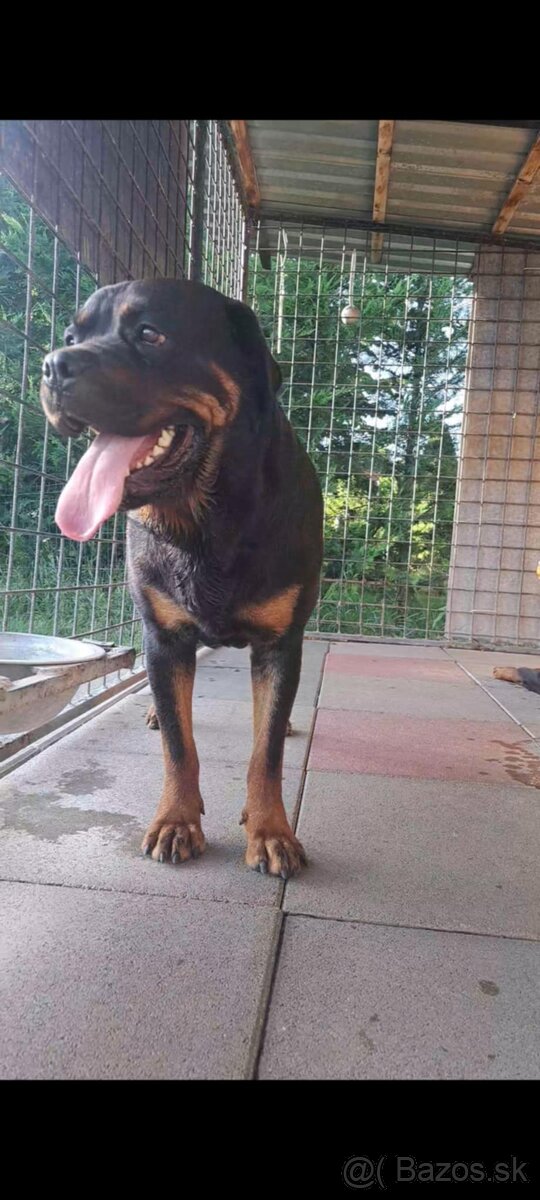 Predám rotvajlerov - 5