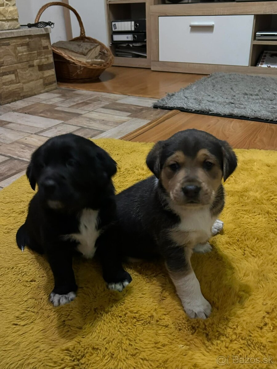 Predám šteniatka - 5