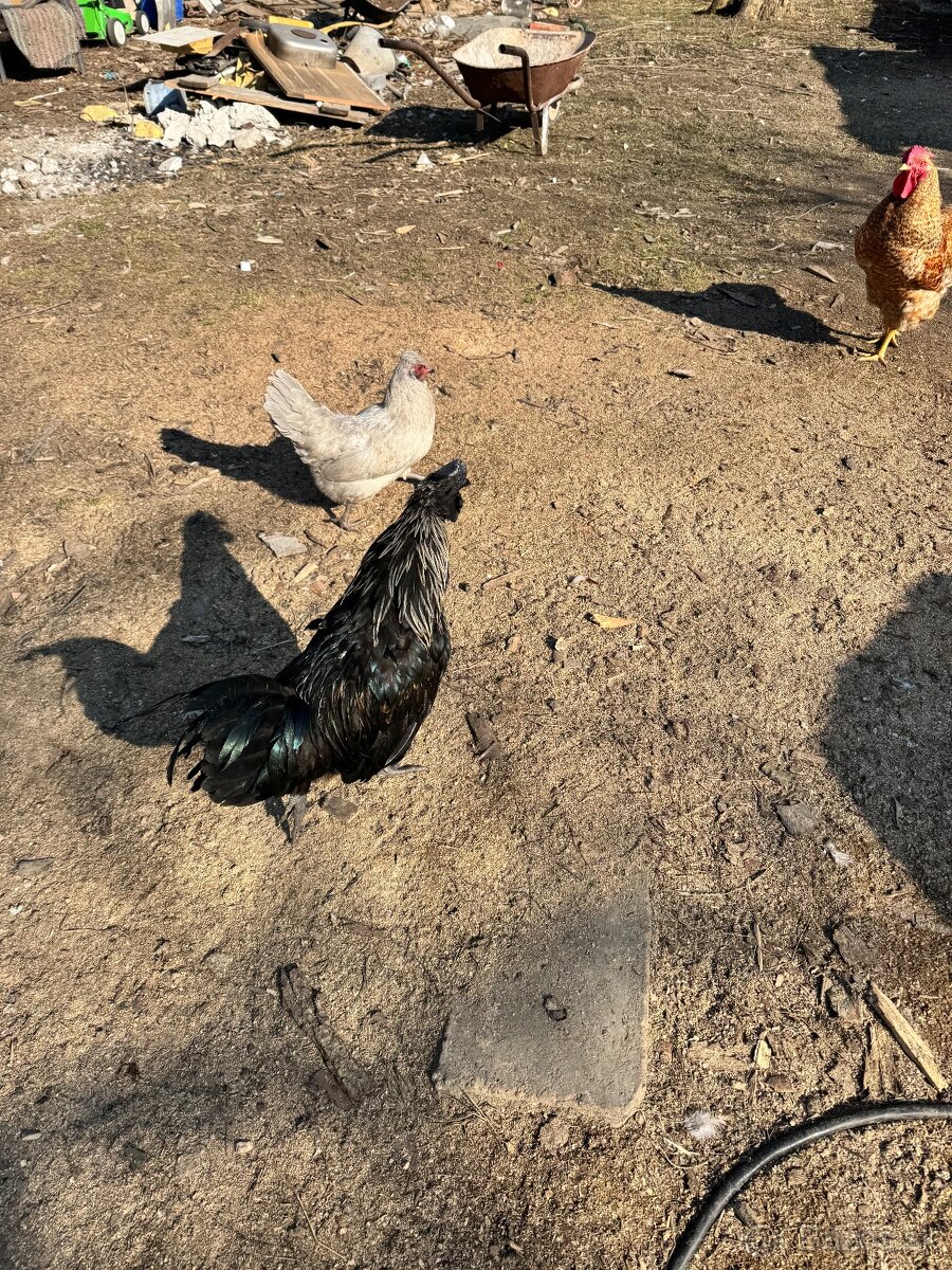 Predám kohútov - 5
