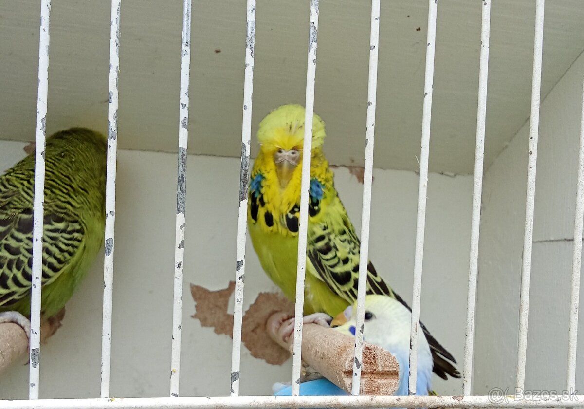 Vystavne andulky,duhove andulky - 5