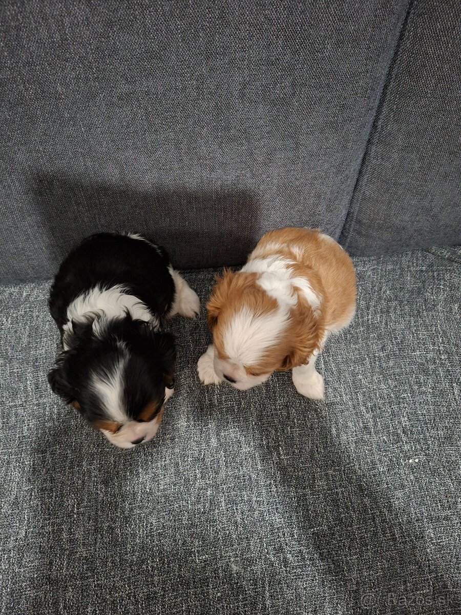 Cavalier kavalier king charles spaniel - 5