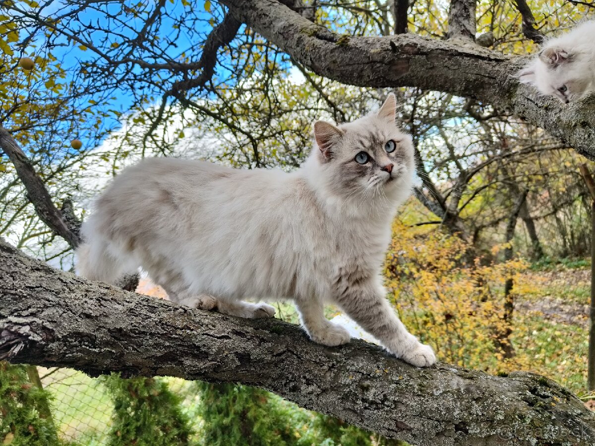 Kocúr ragdoll na krytie - 5