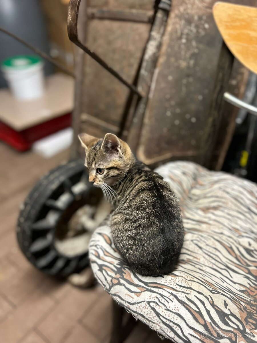 Darujem mačiatka - 5