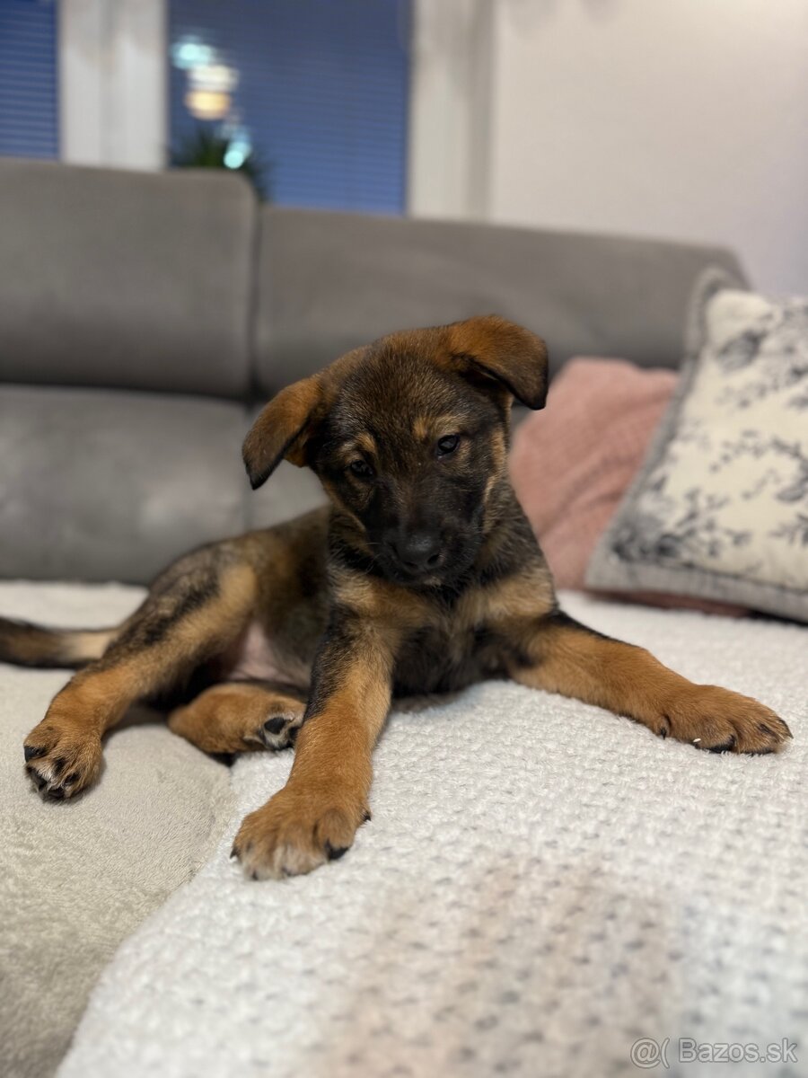 Darujem psíka - 5