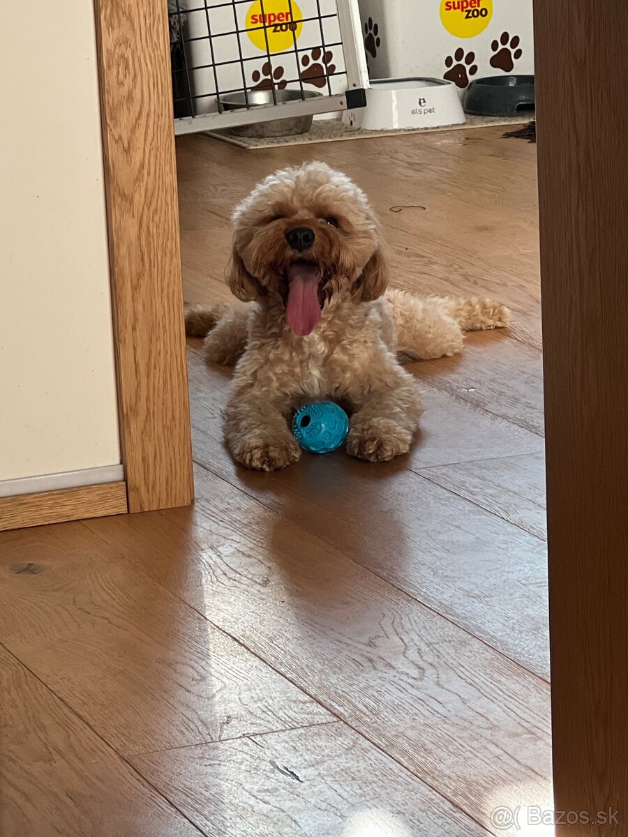 Cavapoo Max na krytie - 5