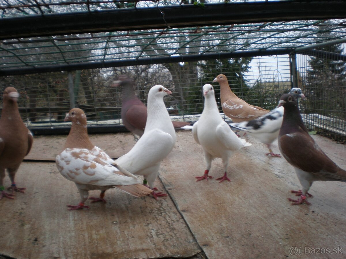 Predám poštové holuby - 5