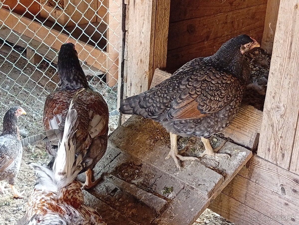 Indická bojovníčka. - 5