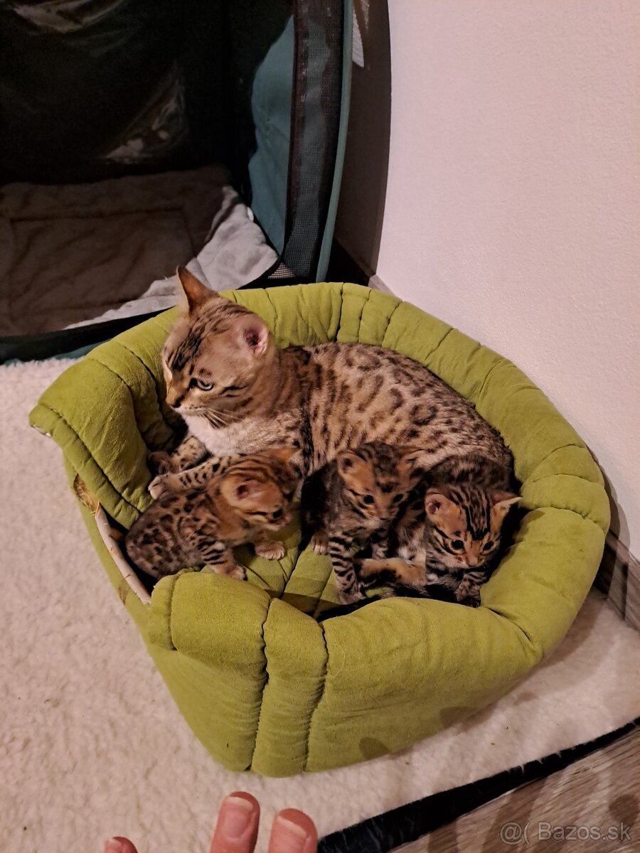 Bengalske maciatka s PP - 5