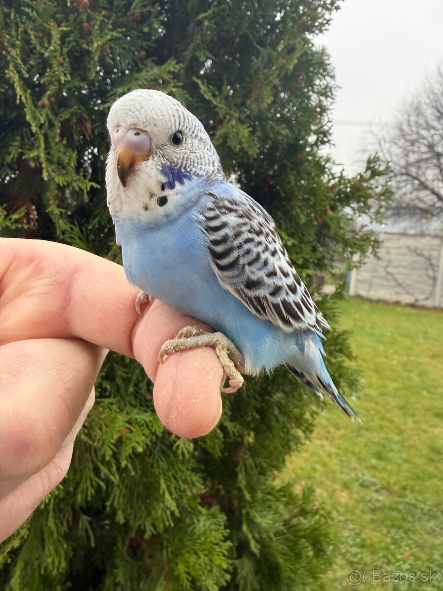 Andulka Maznačik krotká - 5