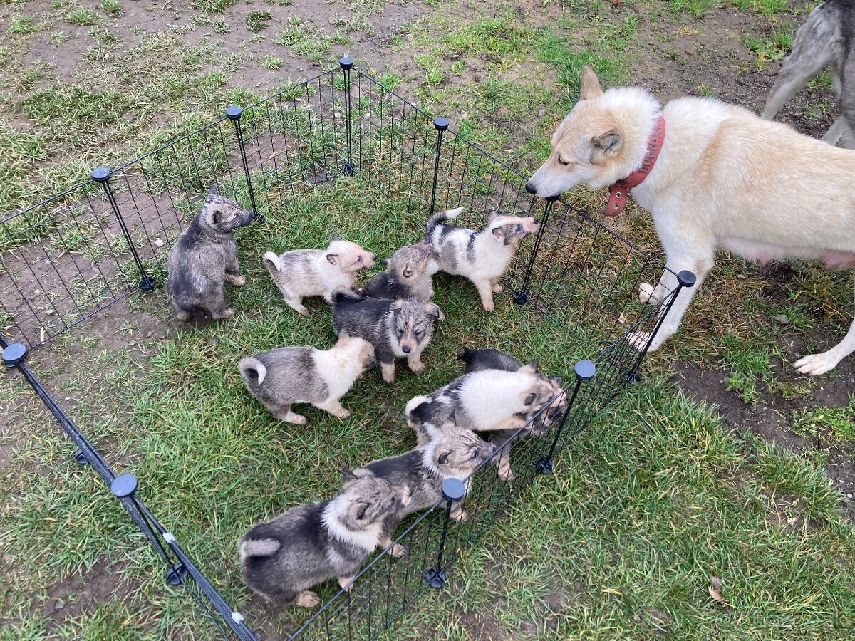 Západosibírska Lajka - 5