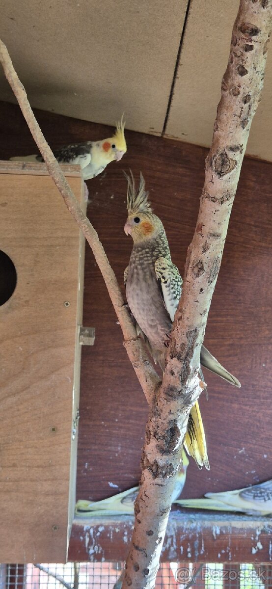 Predám KORELY - straka s krúžkom - 5