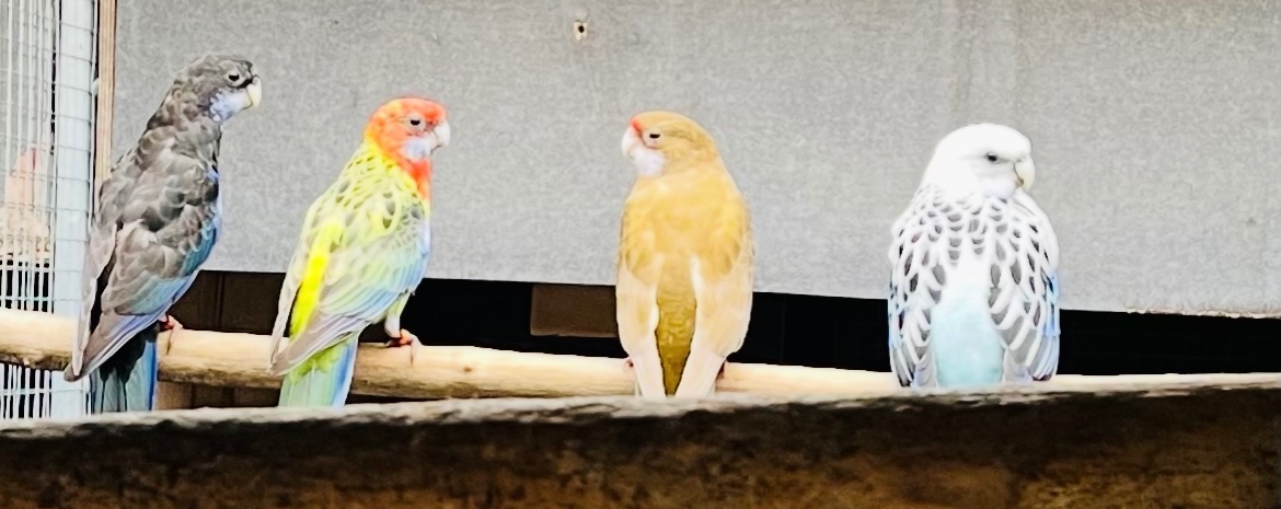 Rozely parana na ciernomodre - 5