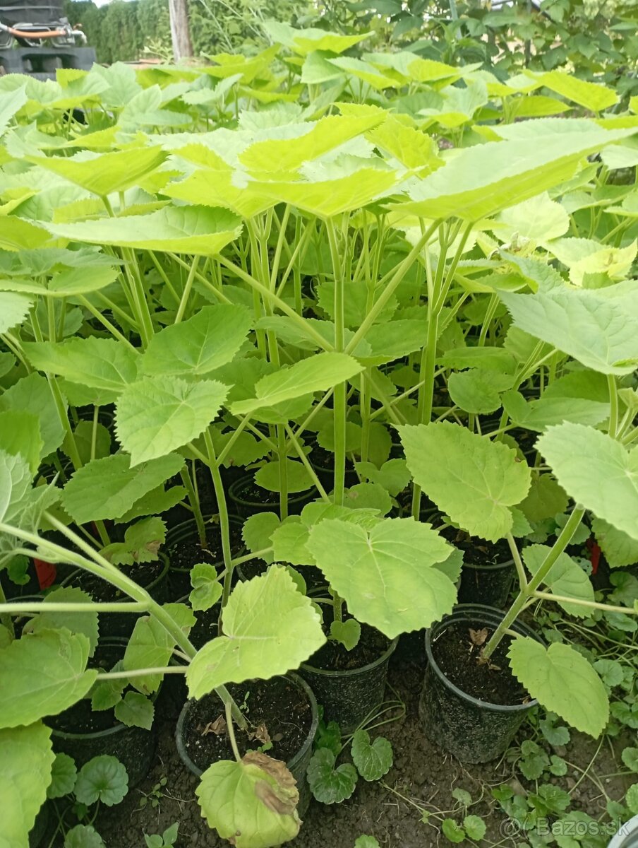 Predám sadenice paulownie - 5