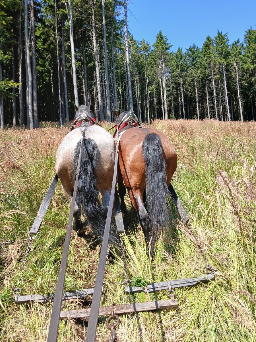 Predám ťažného valacha. - 5