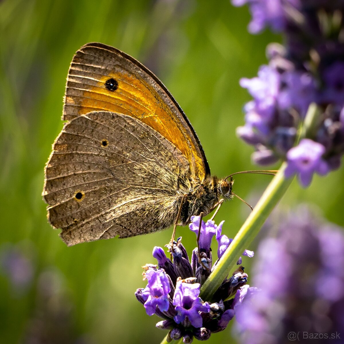 PREDÁM SONY A 7 III - 5