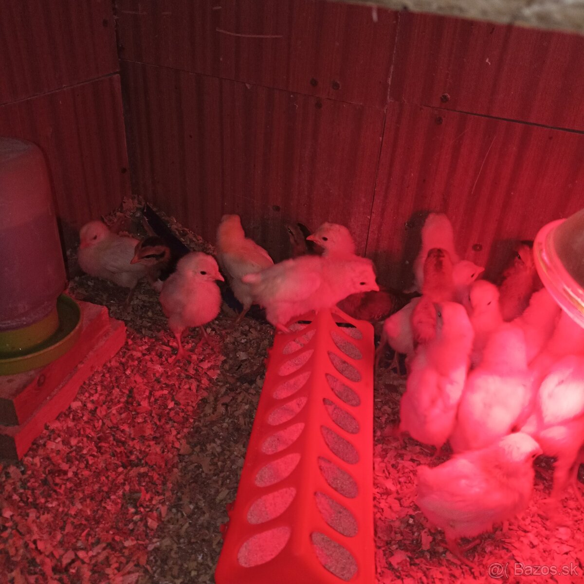 Ponúkame kuriatka - 5