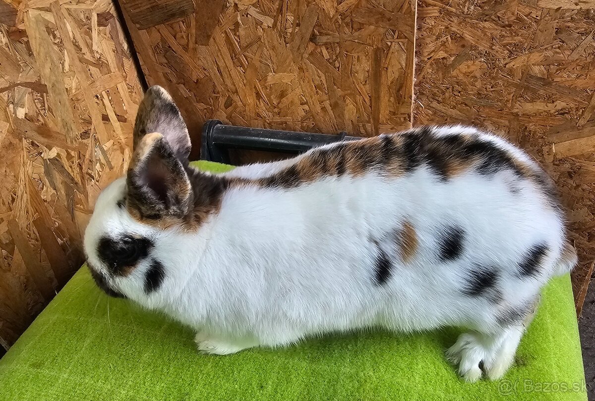 Zdrobnený strakáč žlto-čierny - 5