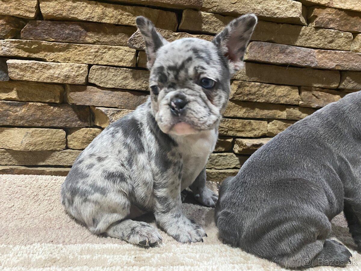 Francuzsky buldoček - 5