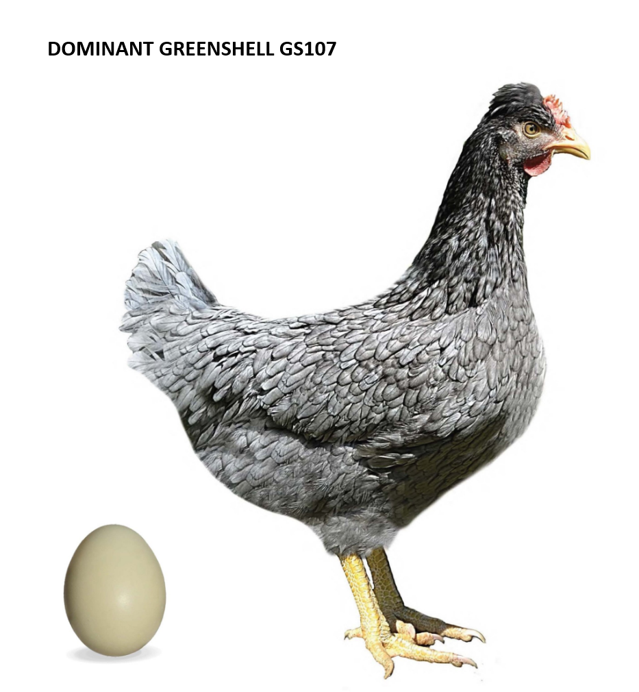 1 dňové kurčatá GreenShell, BlueShell, DarkShell - s dovozom - 5