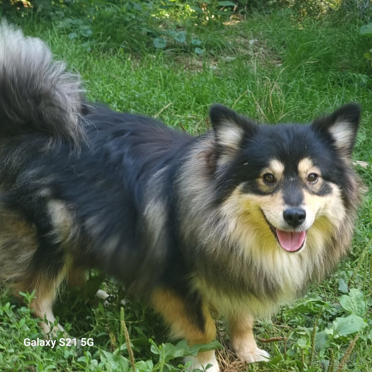 Fínsky laponský pes - 5