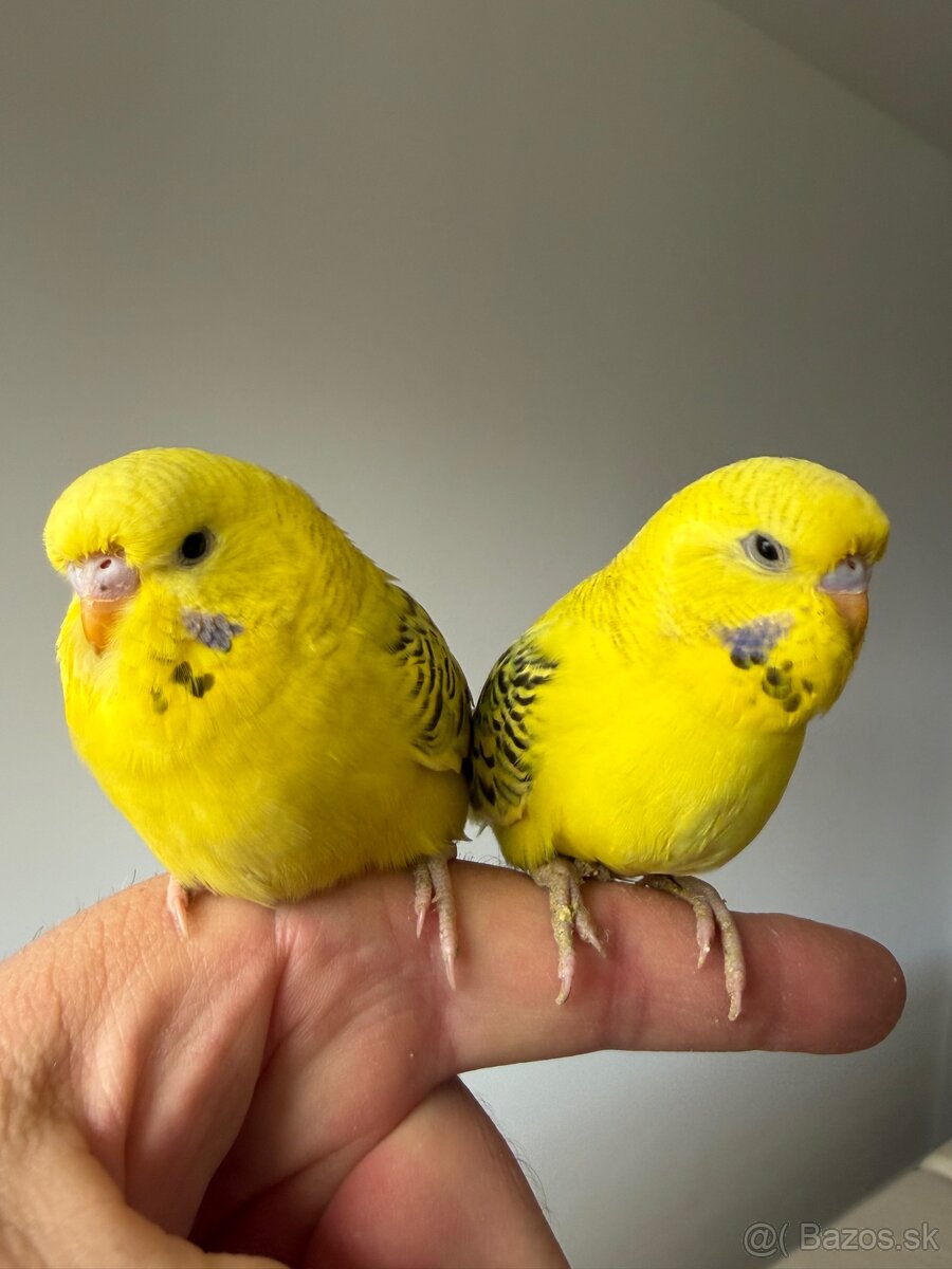 Andulky Maznačikovia krotke - 5