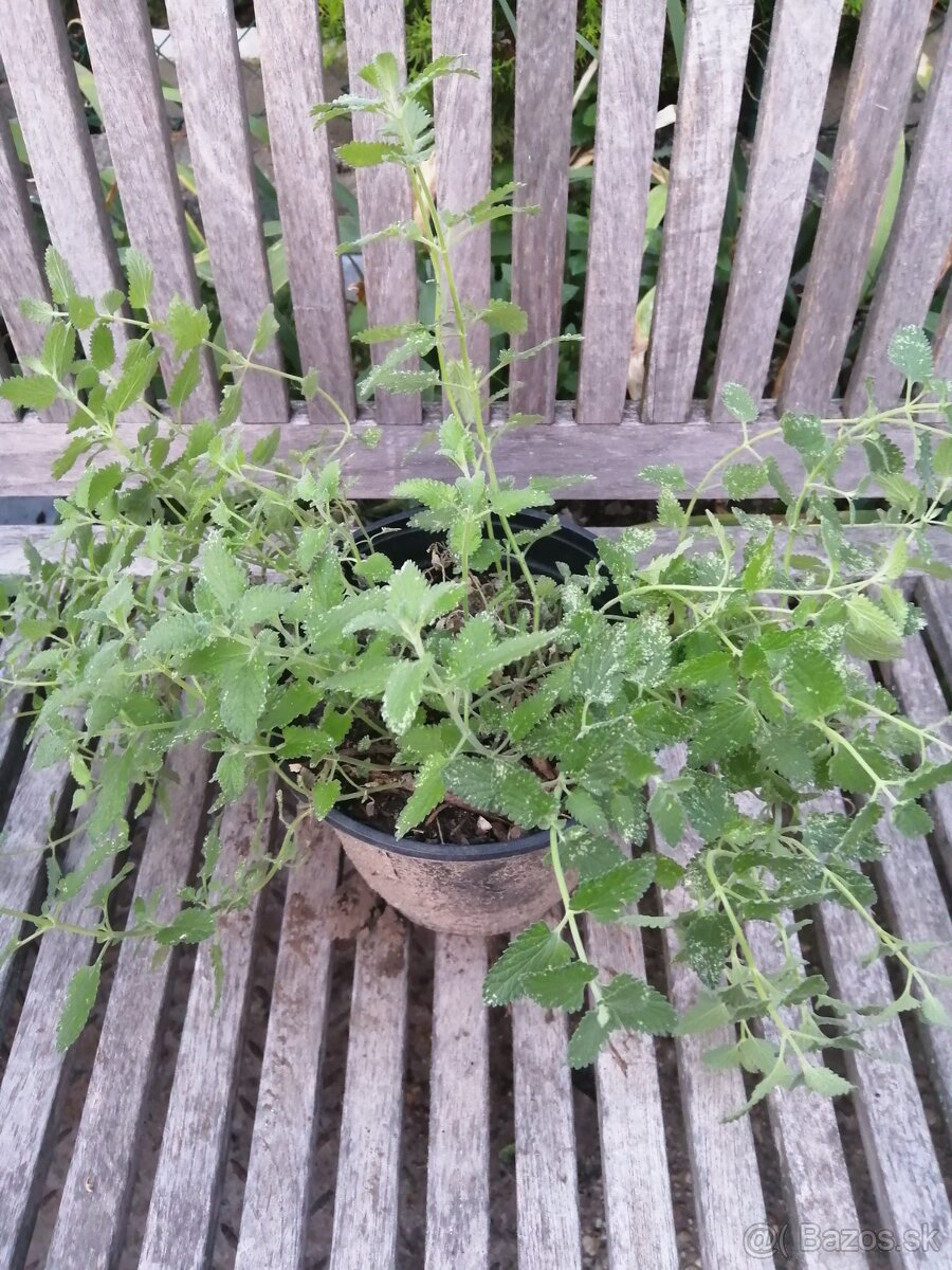 Kocúrnik - medonosná, nenáročná trvalka - 5