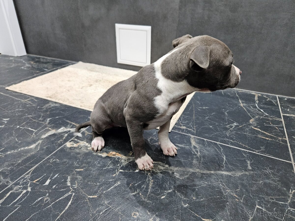 Americki staffordshire teriéra - Blue - 5